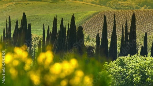 Beautiful Tuscan landscape near Siena, with cypress trees and yellow broom flowers on foreground. Italy