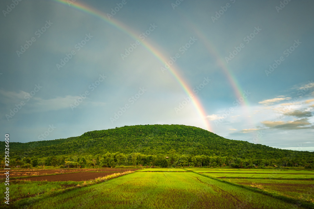 Obraz premium Rainbow Over the Rice Farm