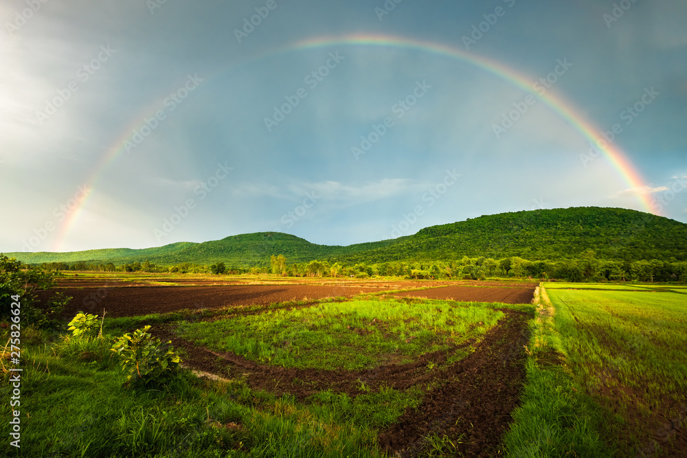 Rainbow Over the Rice Farm