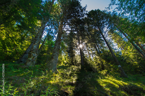 Waldweg in den Vogesen am Lac Vert