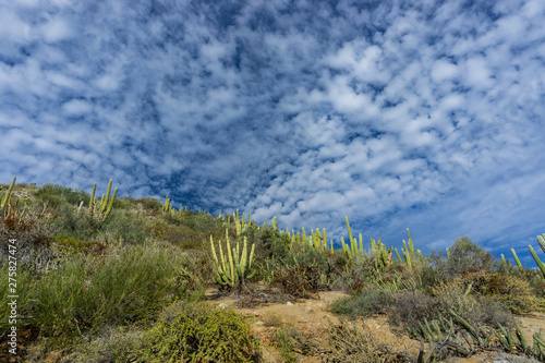 cactus in Baja California, Mexico