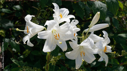 (Lilium candidum) Lys de la Madone blanc pur photo