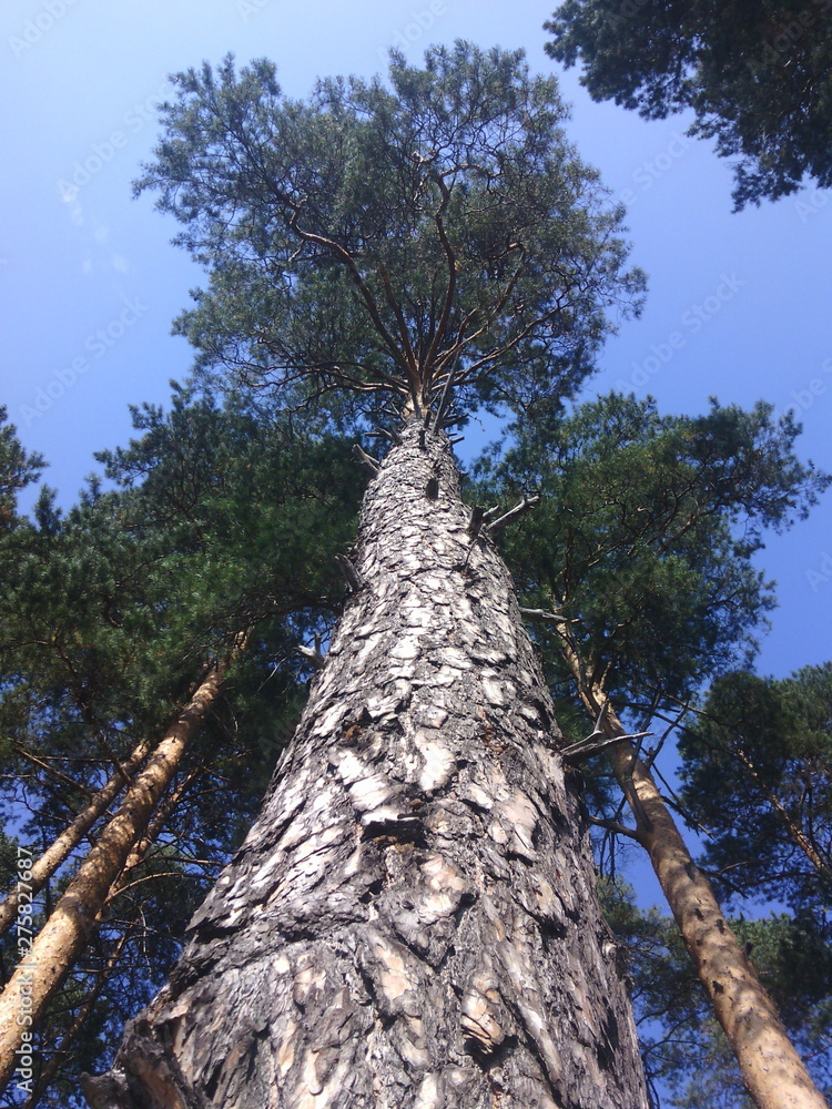 Fototapeta premium tree in forest