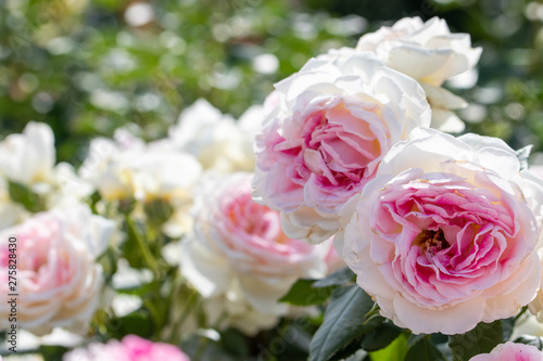 バラの花 千葉県八千代市