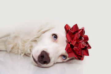 Dog present. Puppy celebrating birthday, christmas or anniversary with a red ribbon on head. Sad or tired expression. Isolated on gray background.