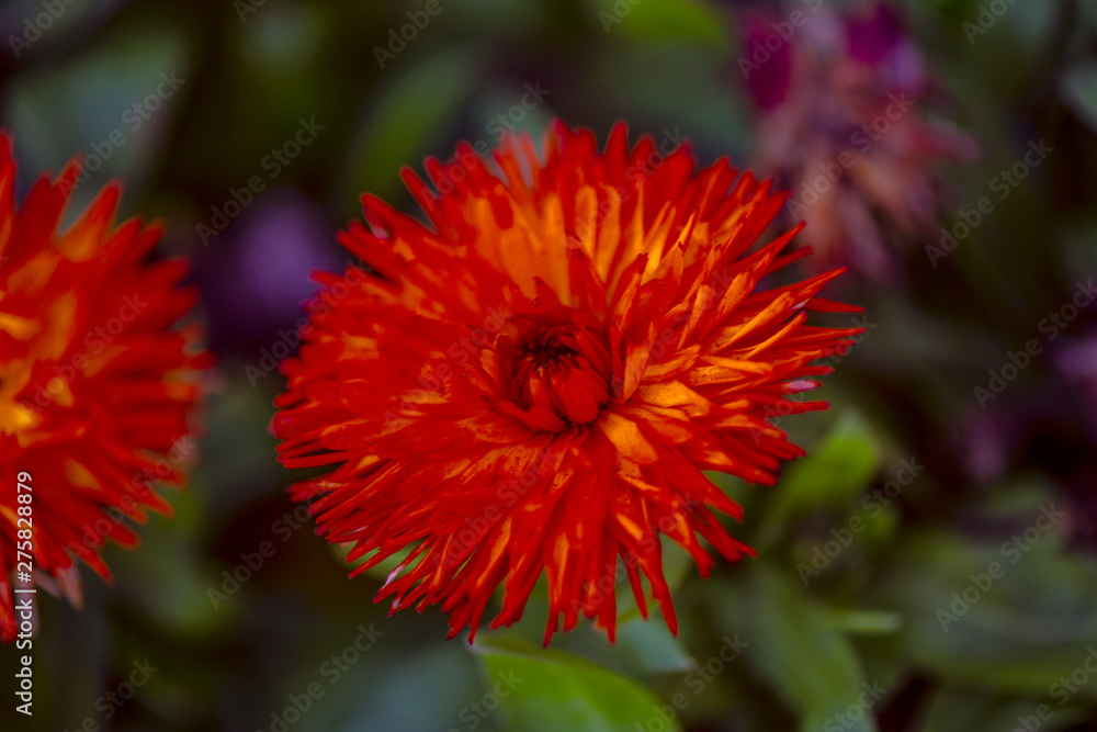 Flower in a public garden of Panama City Flower in a public garden of Panama City