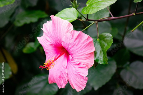 flower in garden