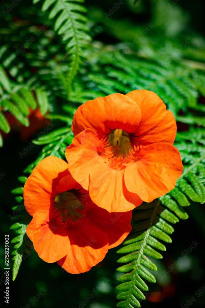red poppy flower red poppy flower