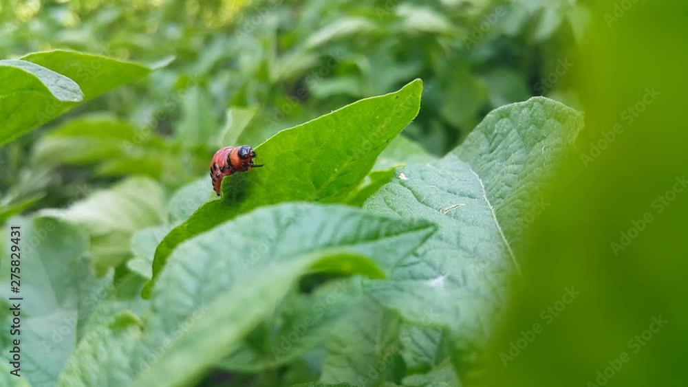 In Armenia in the village, the farm settled pests, Colorado beetles, they eat the leaves and spoil the potato crop, close-up In Armenia in the village, the farm settled pests, Colorado beetles, they eat the leaves and spoil the potato crop, close-up