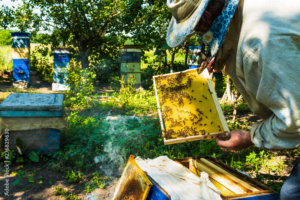 Beekeeper at the apiary