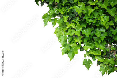 Green nature leaves on white background