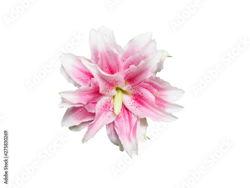  Natalia  Double Rose Oriental Lily  isolated on white background.