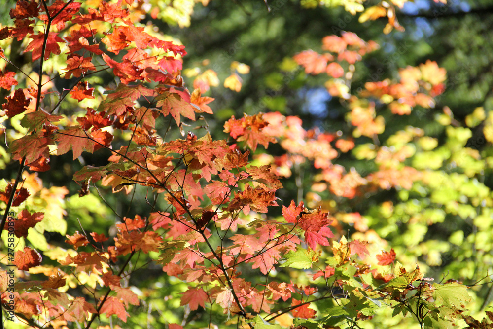 Fall leaves wiht bokeh background leaves Fall leaves wiht bokeh background leaves