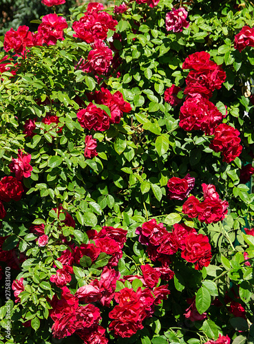 Bush of the red rose at year term of time