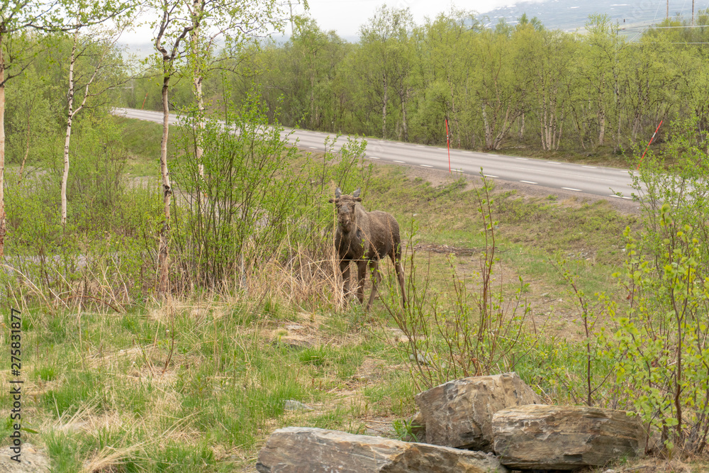 Moose standing by the side of a road eating Moose standing by the side of a road eating
