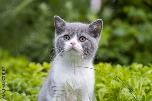 British shorthair kitten sits in the garden among the grass and looks to the side. Green grass on background.