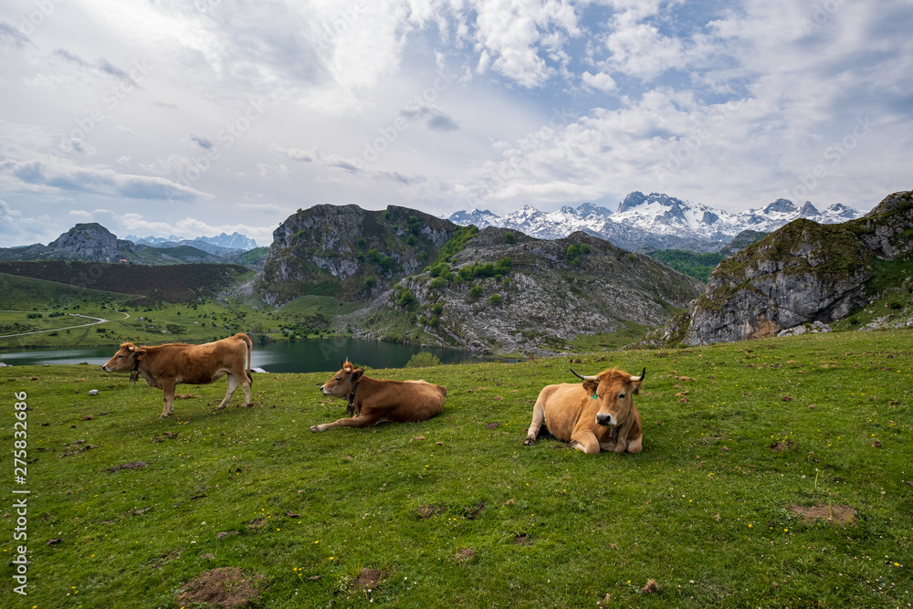 Fototapeta premium Vacas en las montañas