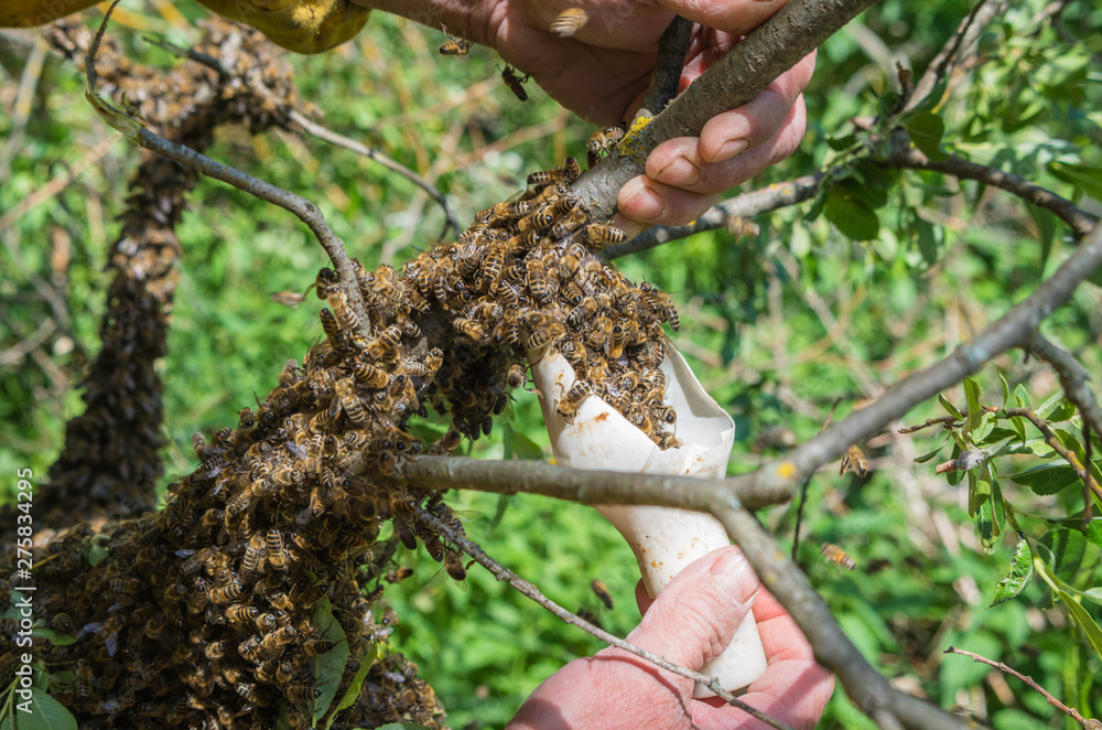 Fototapeta premium Beekeeping. Escaped bees swarm nesting on a tree.