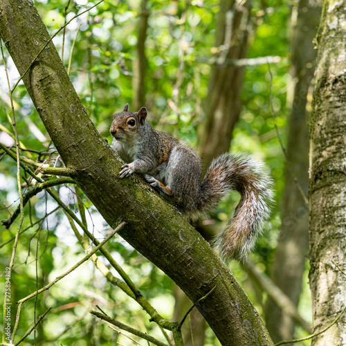 Grey Squirrel Resting in a Tree