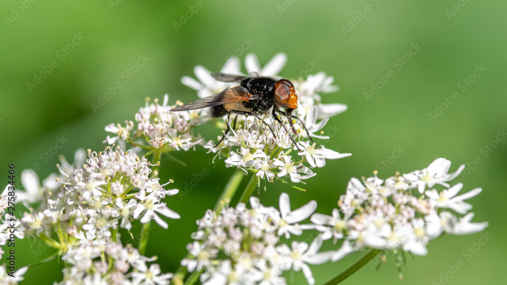 Small Bee Collecting Nectar on White Flowers Small Bee Collecting Nectar on White Flowers