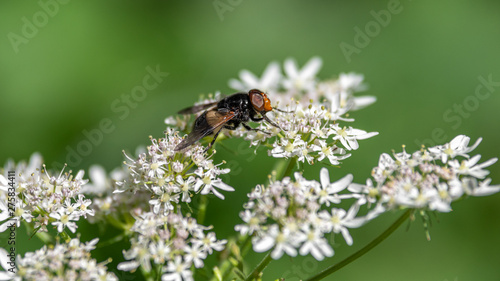 Small Bee Collecting Nectar on White Flowers © Ian