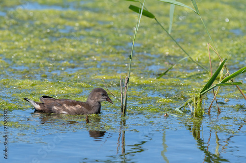 Young Coot on a Dipping Pond