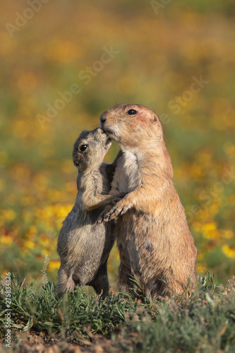 Photography Prairie Dogs