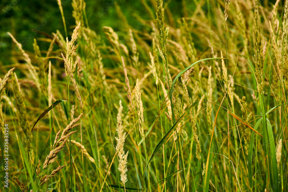 Green grass in sunlight in meadow close-up, macro. Nature blurred abstract background Green grass in sunlight in meadow close-up, macro. Nature blurred abstract background