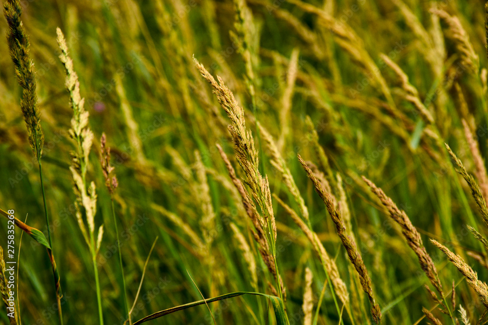 Green grass in sunlight in meadow close-up, macro. Nature blurred abstract background Green grass in sunlight in meadow close-up, macro. Nature blurred abstract background