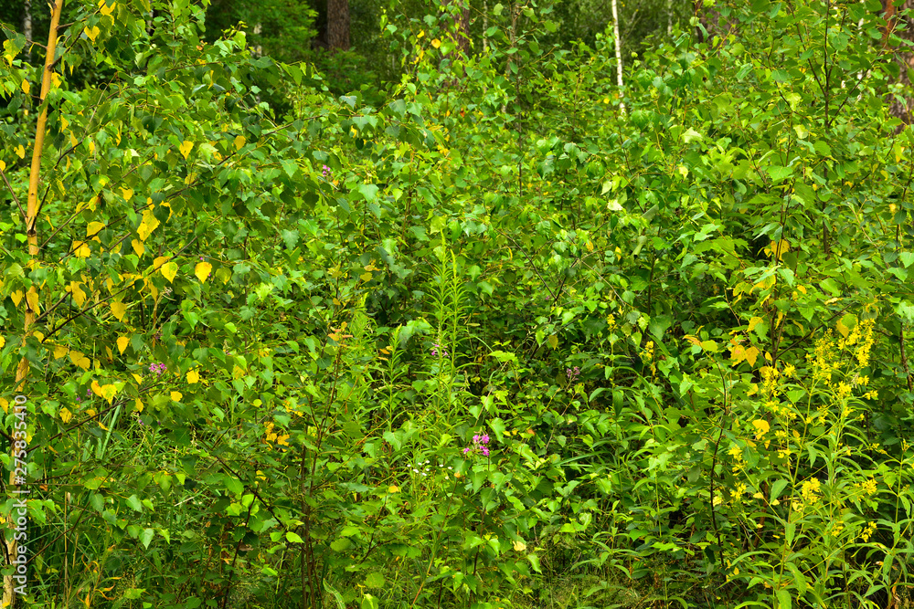 Beautiful summer forest with different trees Beautiful summer forest with different trees