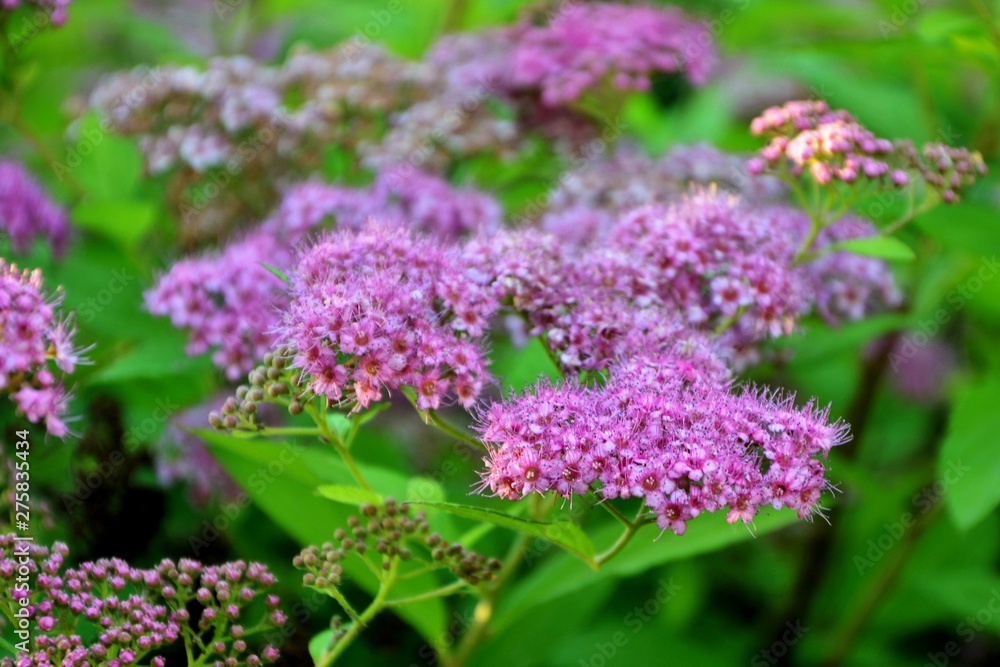 Blooming spirea bush in the garden close-up Blooming spirea bush in the garden close-up