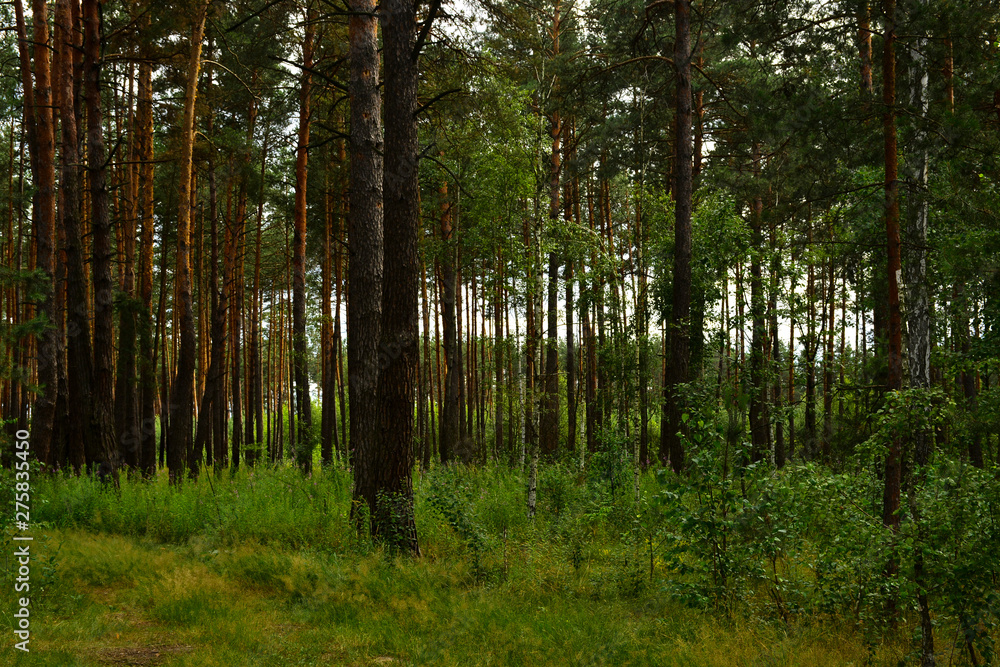 Fototapeta premium Beautiful summer forest with different trees
