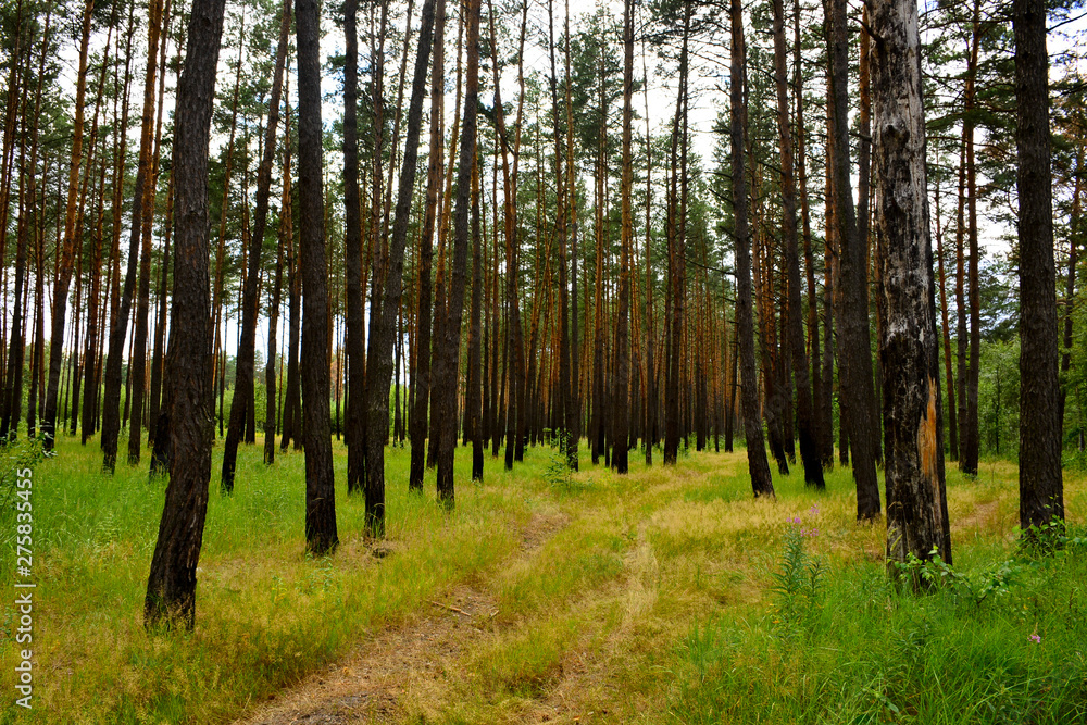 Fototapeta premium Beautiful summer forest with different trees