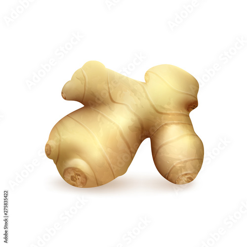 Realistic fresh ginger root on white background. Vector