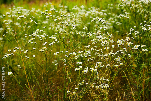 Summer flowers on the meadow.  Wildflower meadow  herb meadow  wildflowers.