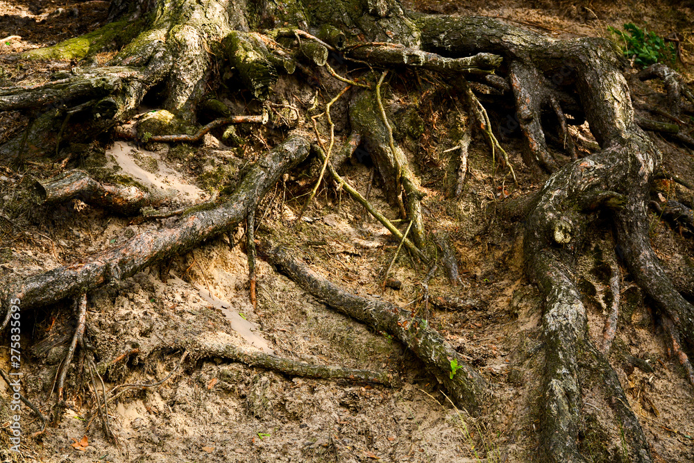 Old tree with roots above the ground Old tree with roots above the ground