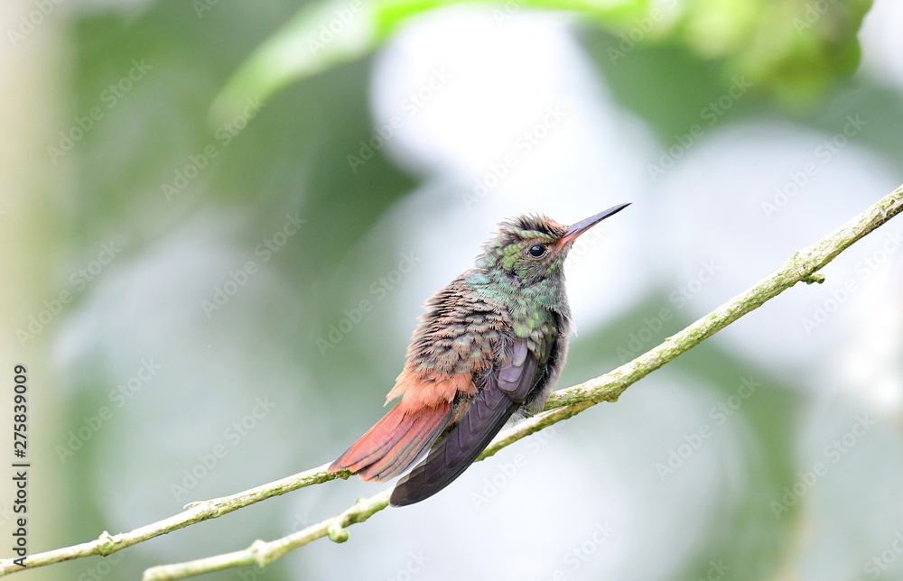 Fototapeta premium Rufous-tailed Hummingbird (Amazilia tzacatl)
