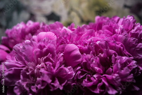 Bouquet of peony flowers. macro