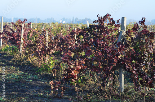 Vineyards in the early morning after fog. Bushes with red and green leaves.