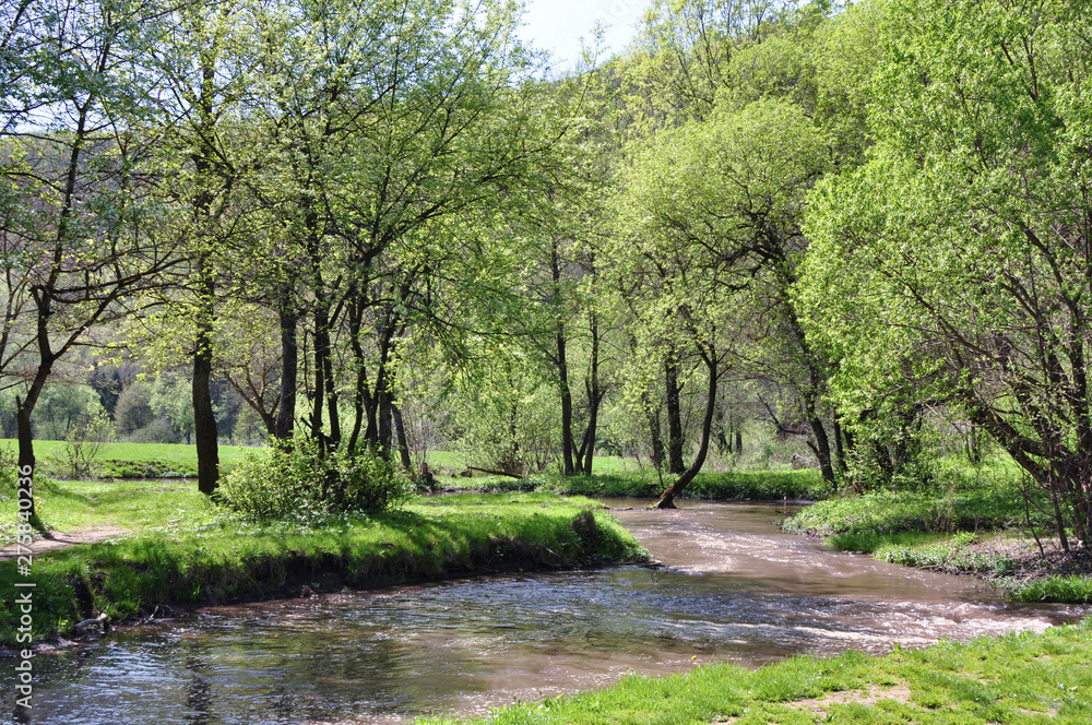 Fototapeta premium The river flowing in the forest among the green grasses and trees in early spring.