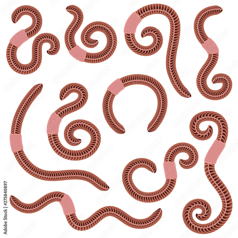 Animal Earth Red Worms for Fishing on White Background Animal Earth Red Worms for Fishing on White Background