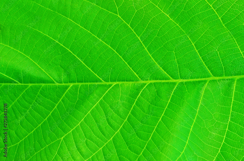 Fresh green leaf texture background with veins