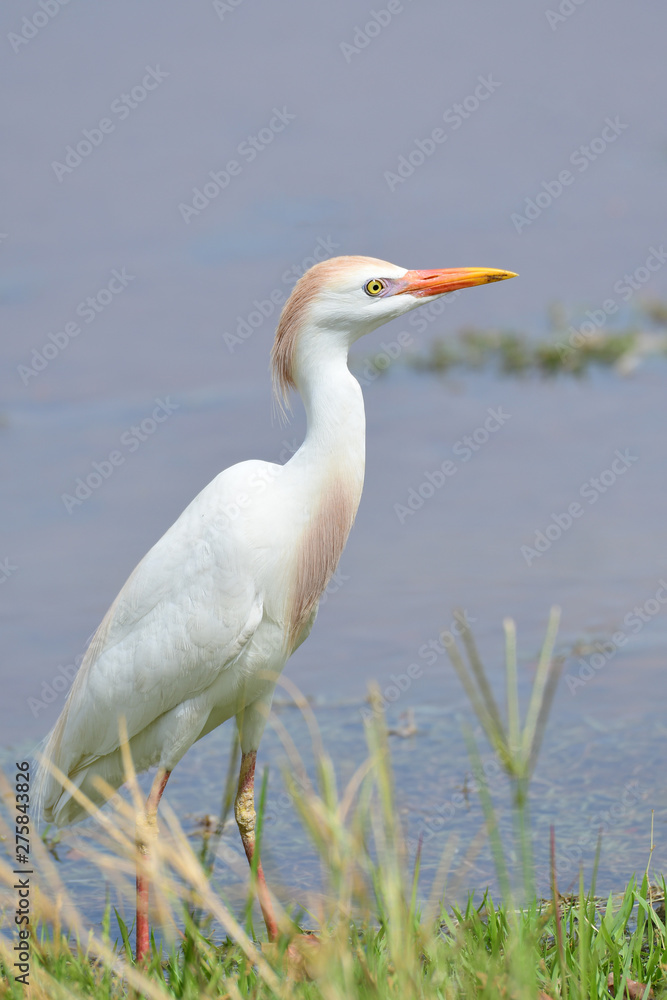 Close up of a beautiful Cattle Egret (Bubulcus ibis) Close up of a beautiful Cattle Egret (Bubulcus ibis)