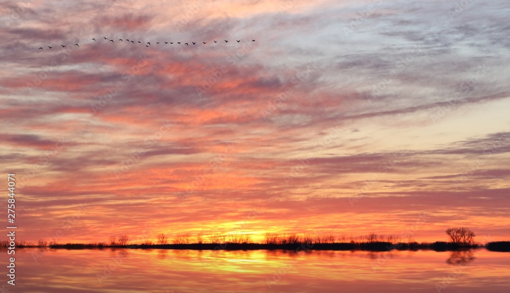 Geese flying at sunset in flooded field and trees reflecting in water