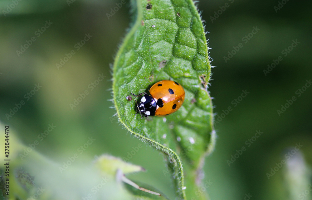 Coccinella septempunctata, the seven-spot ladybird, the most common Ladybug in Europe Coccinella septempunctata, the seven-spot ladybird, the most common Ladybug in Europe