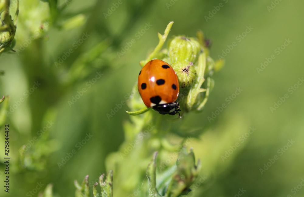 Naklejka premium Coccinella septempunctata, the seven-spot ladybird, the most common Ladybug in Europe