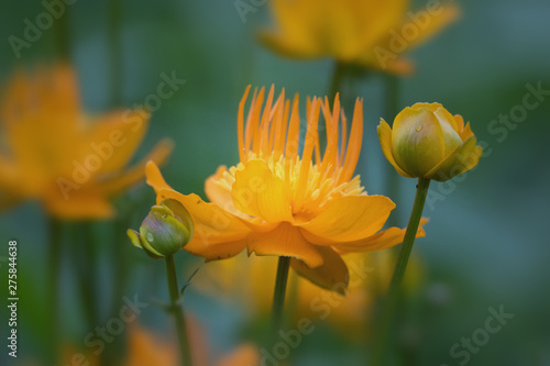 Soft orange yellow flowers closeup against blurred green and blue background