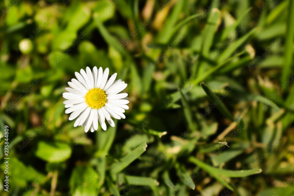 Beautiful close up shot of daisy in green lawn Beautiful close up shot of daisy in green lawn