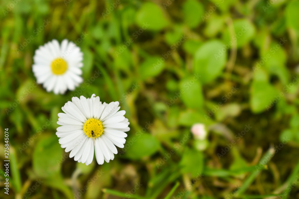 Beautiful close up shot of three daisies in green lawn Beautiful close up shot of three daisies in green lawn