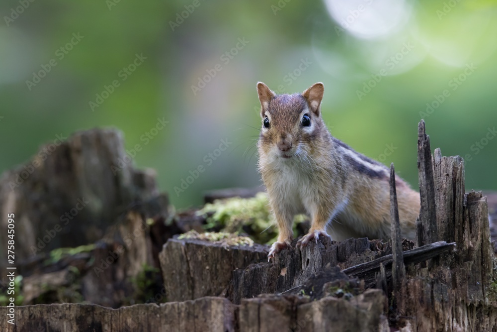 Close-up of Chipmunk climbed on tree stump in forest and looking at camera Close-up of Chipmunk climbed on tree stump in forest and looking at camera